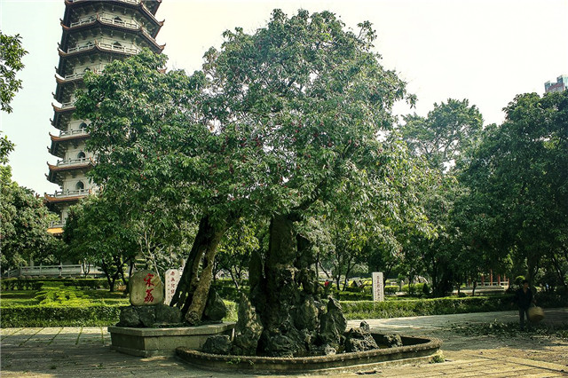 世界上最老的荔枝樹，已經(jīng)有1200多歲高齡