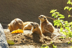 世界最大的野生動物園排名，第一名在美國