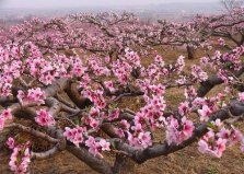 十大鎮(zhèn)宅辟邪的植物，桃樹位居首位