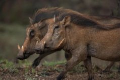 世界唯一數月不喝水動物：疣豬是真正“豬堅強”