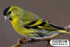 全球十大最受歡迎、最熱門(mén)的寵物鳥(niǎo)，黃雀奪冠