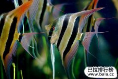 十大最常見的經(jīng)典淡水觀賞魚，你養(yǎng)過哪幾種？