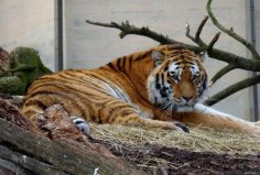 全球10大最著名的動(dòng)物園：達(dá)拉斯動(dòng)物園上榜，你去過幾個(gè)？