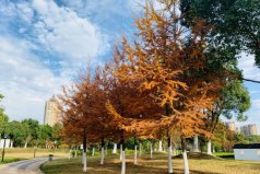 世界五大公園樹種，金錢松位列榜單首位