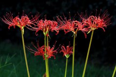 十大不吉利花排行榜：曇花上榜，彼岸花居榜首