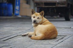 世界上10大人氣最高的寵物狗，中華田園犬奪得第一名