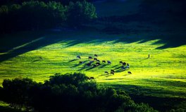 世界四大草原面積排名，全球四大草原排行榜