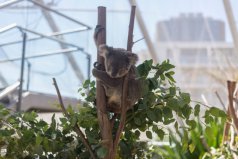 盤點十大最笨的動物：樹袋熊、翻車魚、蜜獾占據(jù)前三甲