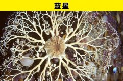 盤點(diǎn)海洋世界里的5大奇幻動(dòng)物：藍(lán)星、?？习?></a></div><p><a href=