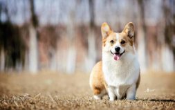 世界十大最萌的狗：哈士奇墊底，柯基犬奪冠