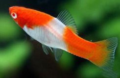 十大適合新手養(yǎng)的小型魚(yú)：紅劍魚(yú)、虎皮魚(yú)均上榜