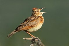 中國四大名鳥：百靈、畫眉、繡眼鳥、靛頦