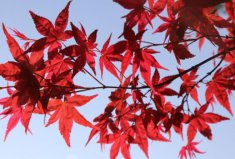 最出名的十大盆景樹種：紅楓、真柏排前兩位