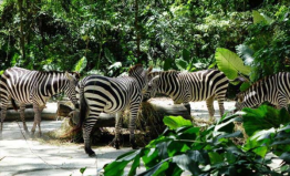 新加坡旅游景點排名前十，新加坡動物園排第一位