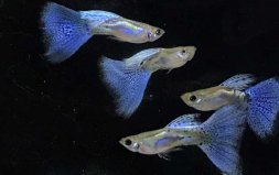 12種最適合懶人養(yǎng)的觀賞魚(yú)，孔雀魚(yú)排第一位