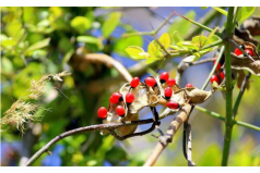 全球十大毒性最強(qiáng)植物：顛茄居第六，念珠豌豆居首